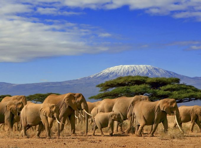 Kenya Safaris and tours